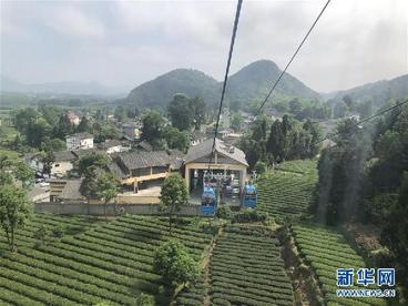 人均一亩茶 如此富万家——贵州凤冈茶产业的嬗变