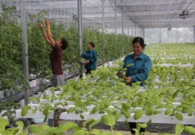 河内市重点推进农业高新技术产业发展