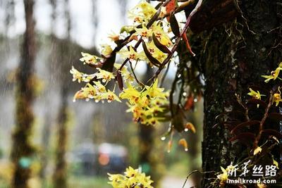 贵州锦屏：石斛花开引客来
