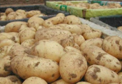 泰国新开6400吨土豆进口配额