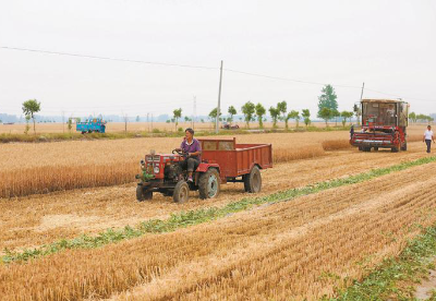 安徽濉溪：瓜秧爬上麦秸秆   调整种植结构促进村民增收