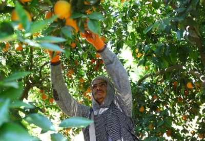 橙子“出埃及记”——埃及成全球最大鲜橙出口国