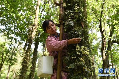 贵州安龙：石斛“上树”花满山