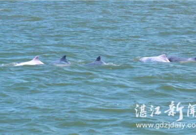 世界海洋日当天 海豚现身湛江