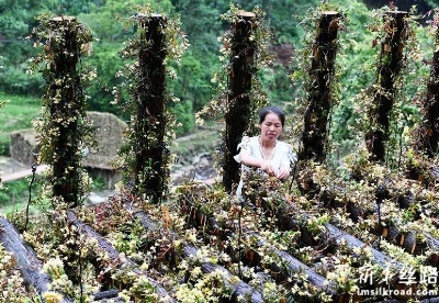 “仙草”石斛产业在中国西南花开正盛