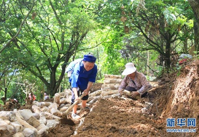贵州黔西南：林下菌药种植忙