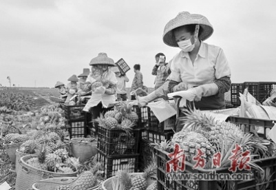 直播带货、大数据助农、新品种上市 广东徐闻“菠萝的海”逆袭