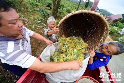 贵州绥阳：做大做强金银花产业助农增收
