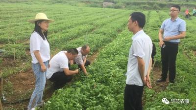 贵州省农业农村厅赴毕节市纳雍县调研中药材产业