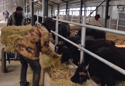 西藏那曲：现代畜牧产业为牲畜健康保驾护航