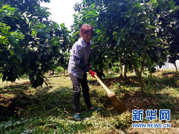 贵州思南：强村带弱村 “抱团”促增收