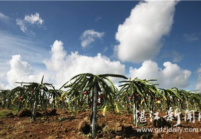 广东湛江火龙果出口实现“零突破”  遂溪火龙果国际品牌标识揭开面纱正式启用
