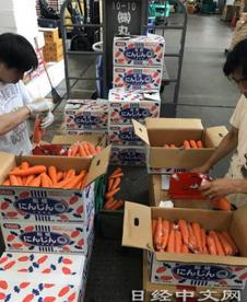 日本国产胡萝卜批发价高涨至3倍
