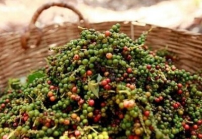 越南工贸部协助企业解决对尼泊尔出口胡椒的困难