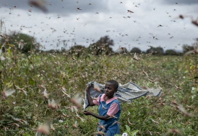 从新冠肺炎到蝗虫：非洲之角隐现的粮食危机