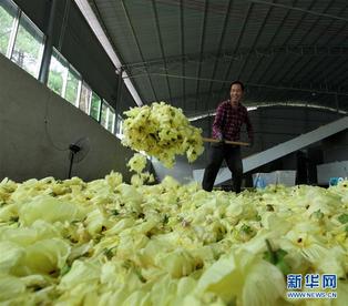 贵州黔西：黄蜀葵花开出美丽经济