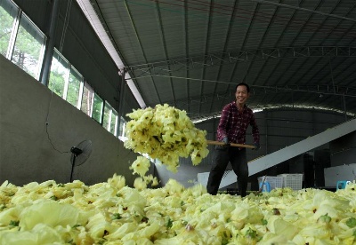 贵州黔西：黄蜀葵花开出美丽经济