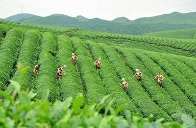 贵州阔步茶产业强省之路
