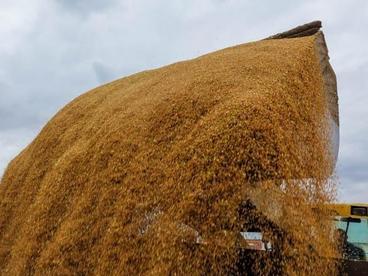 政府总理：哈国粮食可充分自给并拥有出口潜力