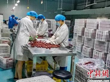 甘肃敦煌红枣首次进入欧洲市场 