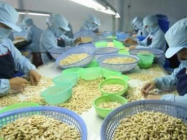 越南促进腰果加工和销售活动