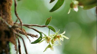 贵州省上半年石斛种植面积突破16万亩