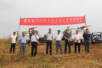 安徽肥东推广花生 芝麻机械化收获