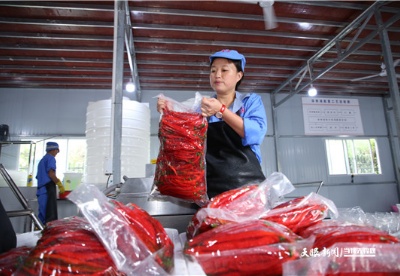 绥阳县金坪坝区鲜辣椒“就地加工”带旺“火红产业”