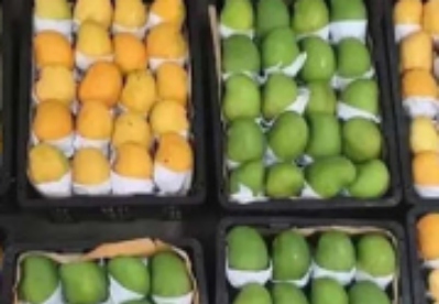缅甸在本财政年度内向新加坡出口近100吨芒果