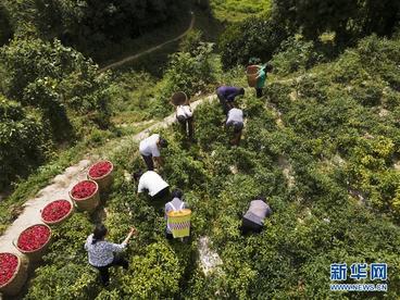 贵州遵义：辣椒丰收助农增收