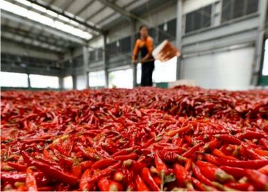 中国辣椒，遵义定价！中国干辣椒系列价格指数上线发布