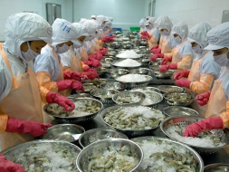 越南需树立虾类品牌形象