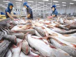 前6月越南查鱼对英国出口增长7.3%