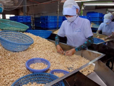 越南腰果产业将出口目标下调至32亿美元