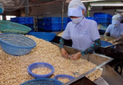 越南腰果产业将出口目标下调至32亿美元