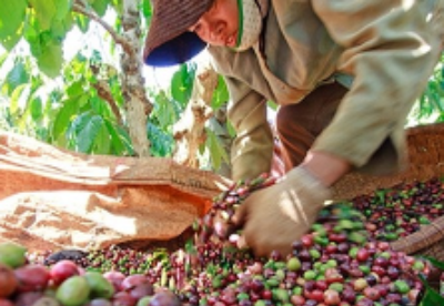 越南农产品受阿尔及利亚消费者的青睐