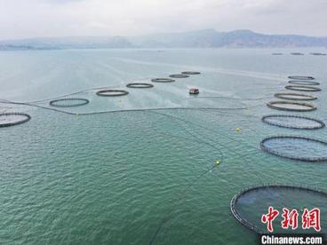 青海高原冷水鱼前8个月出口额同比增长140％