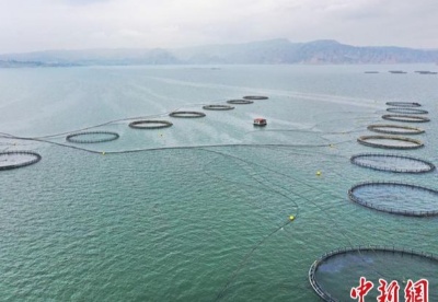 青海高原冷水鱼前8个月出口额同比增长140％