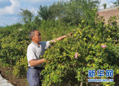 “刺梨大王”的故事