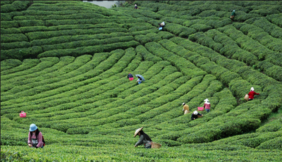贵州省茶文化旅游产业融合发展现场观摩会在雷山召开