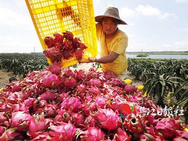 湛江大火龙果分销商创年销果3万吨的内地同行纪录