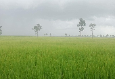 柬埔寨多措并举全面扩大水稻种植面积