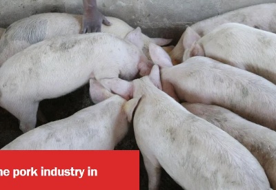 促进南非猪肉行业发展