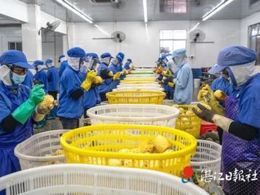 面对疫情大考危中寻“机” 南派菠萝精深加工实现逆势增长