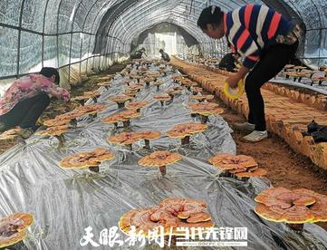 贵州黔南：中药材产业开出“脱贫良方”