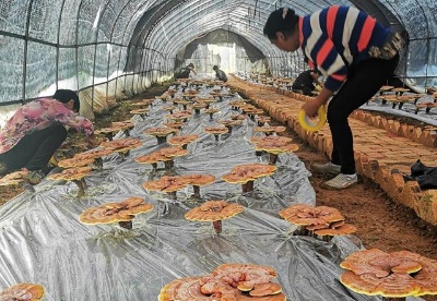 贵州黔南：中药材产业开出“脱贫良方”