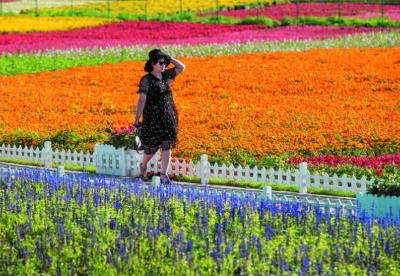 “金九银十”好去处 莲花山花海、民宿之旅走起