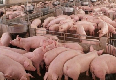 泰国正大41亿美元扩大在中国的猪事业部