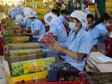 美国水果出口检疫专家将于9月2日抵达越南进行水果检疫