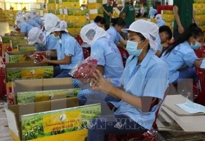 美国水果出口检疫专家将于9月2日抵达越南进行水果检疫